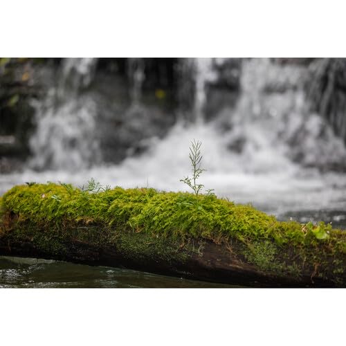 Sigma 28-105mm f/2.8 DG DN Art Lens (L-Mount)